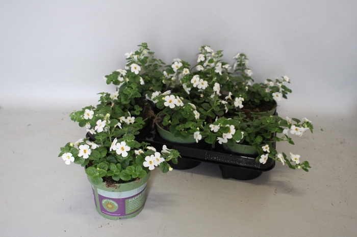 <h4>Bacopa White</h4>