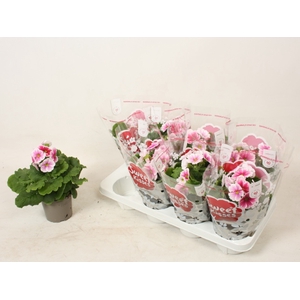 Primula obconica Touch Me F1 Red-White 12Ø 23cm