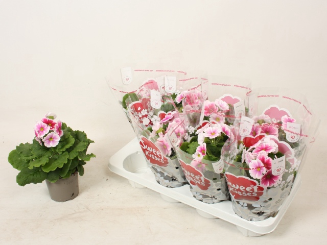 Primula obconica Touch Me F1 Red-White 12Ø 23cm