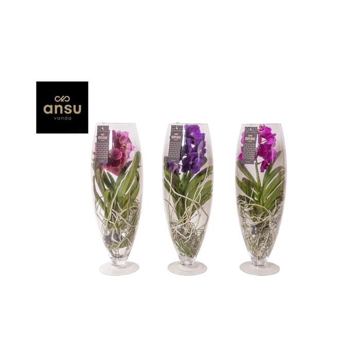 <h4>Vanda vase champagne</h4>