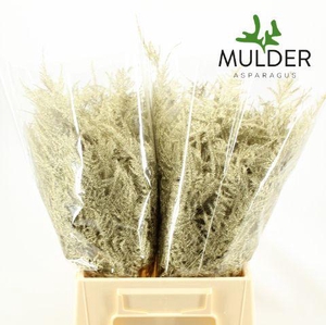 Asp KLB H% 1e Veren Platina