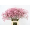 GYPS KLB DISCOVERY PINK