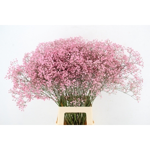 GYPS KLB DISCOVERY PINK