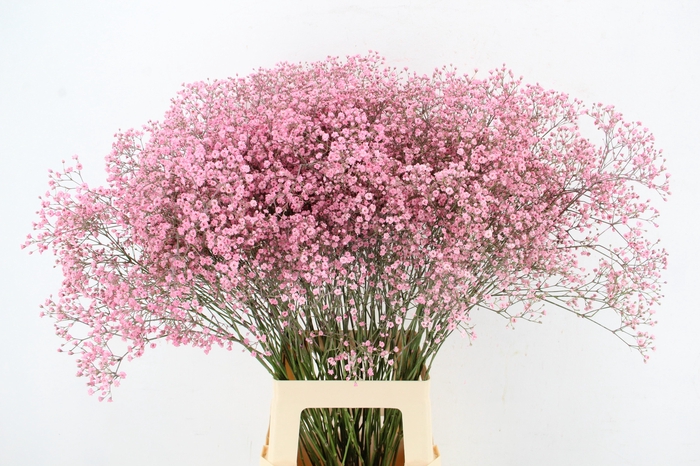 GYPS KLB DISCOVERY PINK