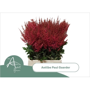 ASTIL AR PAUL GAARDE