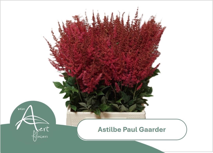 <h4>ASTIL AR PAUL GAARDE</h4>