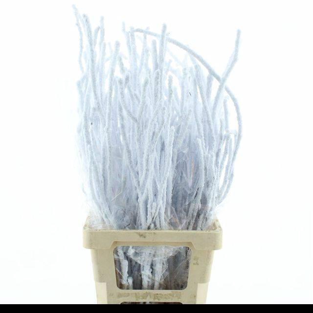 <h4>Betula Ov Klb H%</h4>