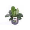 Bergenia Bressingham White