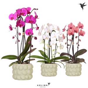 Kolibri Orchids Phalaenopsis Cascade Niagara Fallmix 2 spike in Citrus pot green