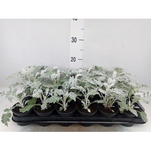 Senecio candidans 'Angel Wings'