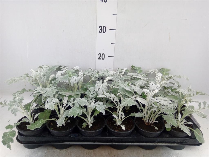 <h4>Senecio candidans 'Angel Wings'</h4>