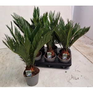 CYCAS REVOLUTA