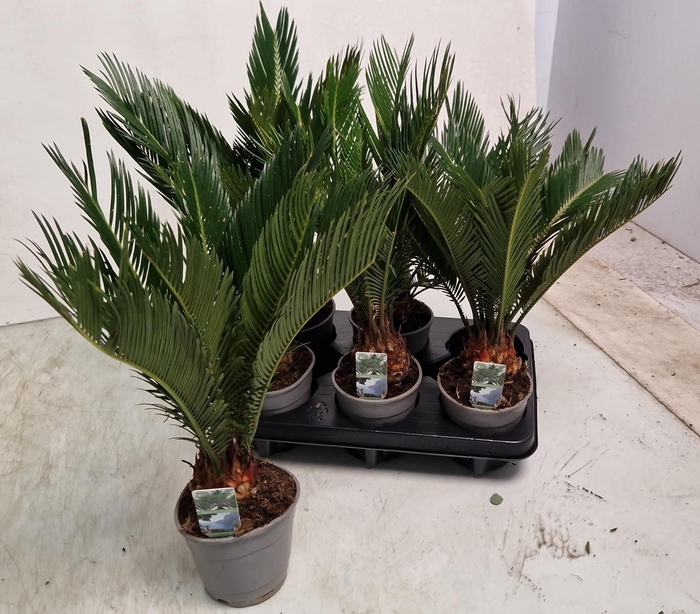<h4>CYCAS REVOLUTA</h4>