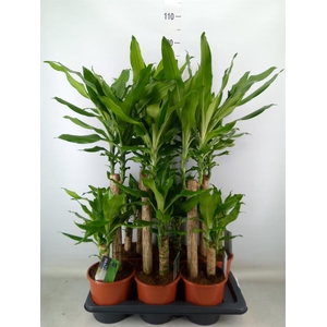 Dracaena frag. 'Steudneri'