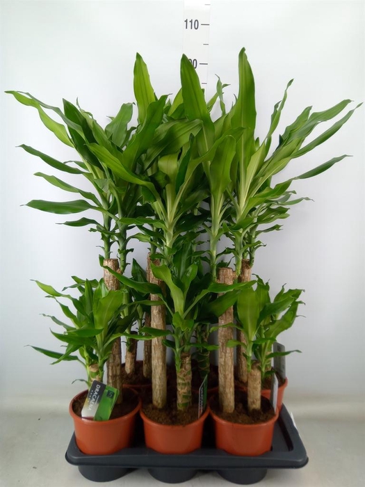 <h4>Dracaena frag. 'Steudneri'</h4>