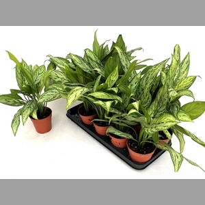 AGLAO SILVER QUEEN C