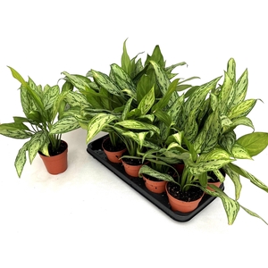 AGLAO SILVER QUEEN C