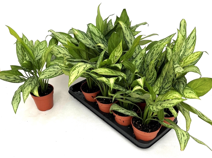 <h4>AGLAO SILVER QUEEN C</h4>