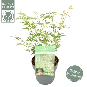 Acer palmatum Butterfly