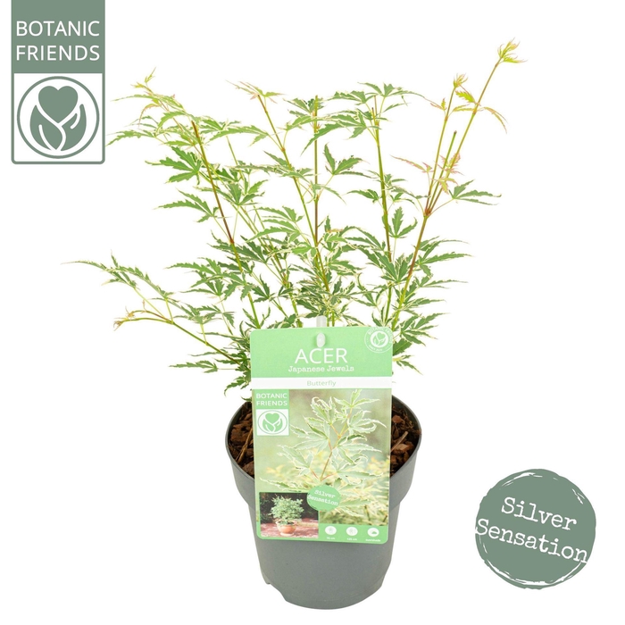 <h4>Acer palmatum Butterfly</h4>