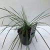Deschampsia cespitosa Goldtau