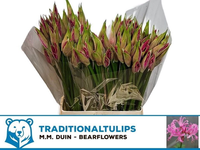 <h4>NE BO RAS VAN ROON</h4>