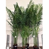 ** Artificial Howea F Ceramic Hydr * Spring Deal *