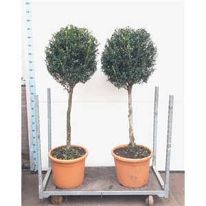 Buxus 50cm bol op 90cm stam