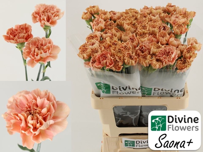 <h4>Dianthus ST 'Saona'</h4>