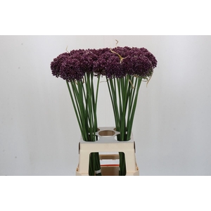Allium ampeloprasum 'Purpl Mystery'
