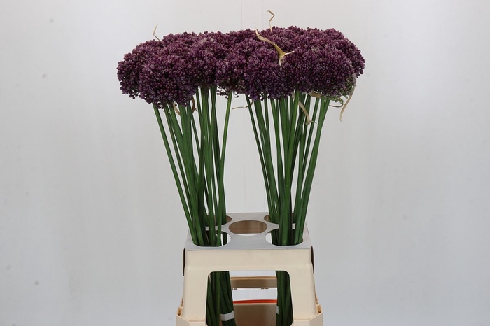 <h4>Allium ampeloprasum 'Purpl Mystery'</h4>