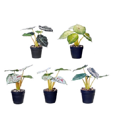 <h4>Kunstplanten Pot Caladium d09*18cm</h4>