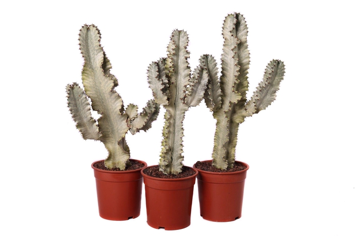 <h4>Euphorbia ingens marmorata 21 cm</h4>