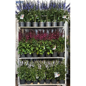 SALVIA SALGOON GEM