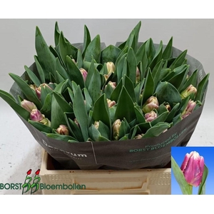 TU PA CRACKER PARROT