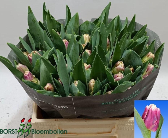 <h4>TU PA CRACKER PARROT</h4>