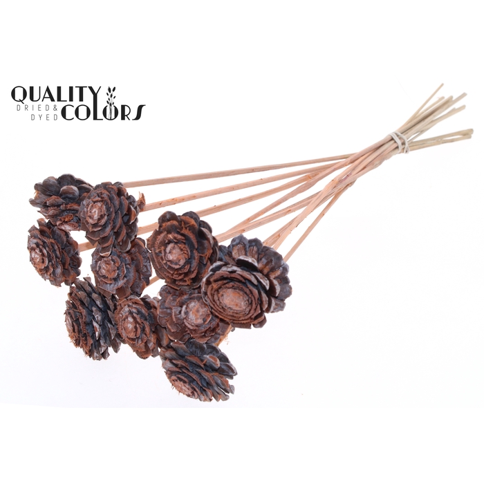 <h4>Pine cone cut 5-7cm on stem Frosted Salmon</h4>