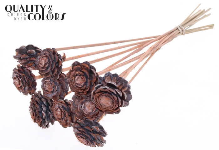 Pine cone cut 5-7cm on stem Frosted Salmon