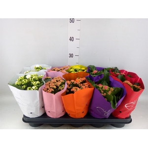 Kalanchoe blos. 'Perfecta'  ..mix 5