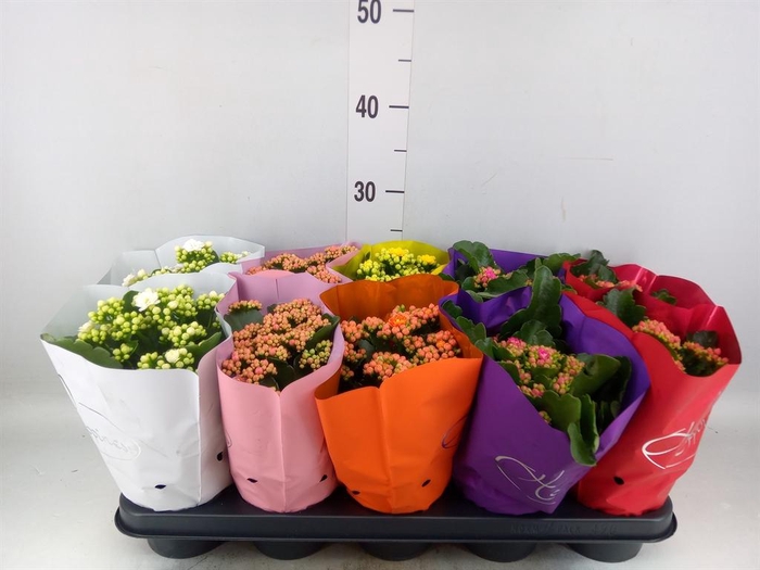 <h4>Kalanchoe blos. 'Perfecta'  ..mix 5</h4>