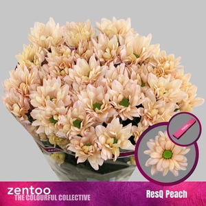 Chr. Tr 'ResQ Peach'