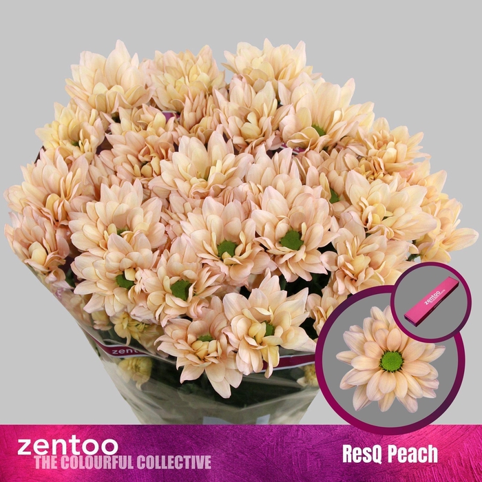 <h4>Chr. Tr 'ResQ Peach'</h4>