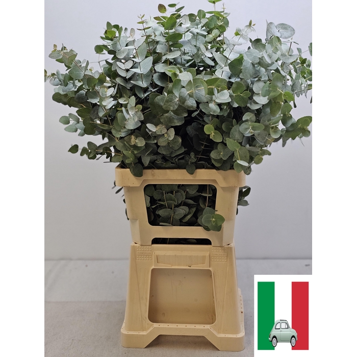 <h4>EUC CINEREA PER STEEL -IT-VERTAKT</h4>