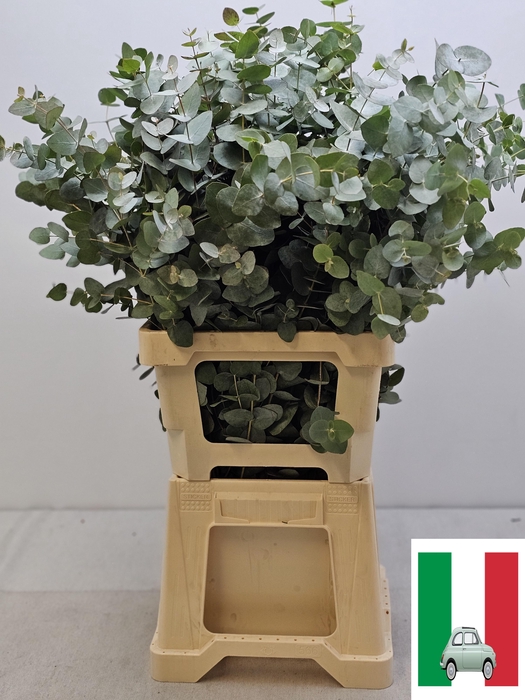 EUC CINEREA PER STEEL -IT-VERTAKT