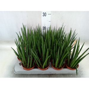 Sansevieria bacularis