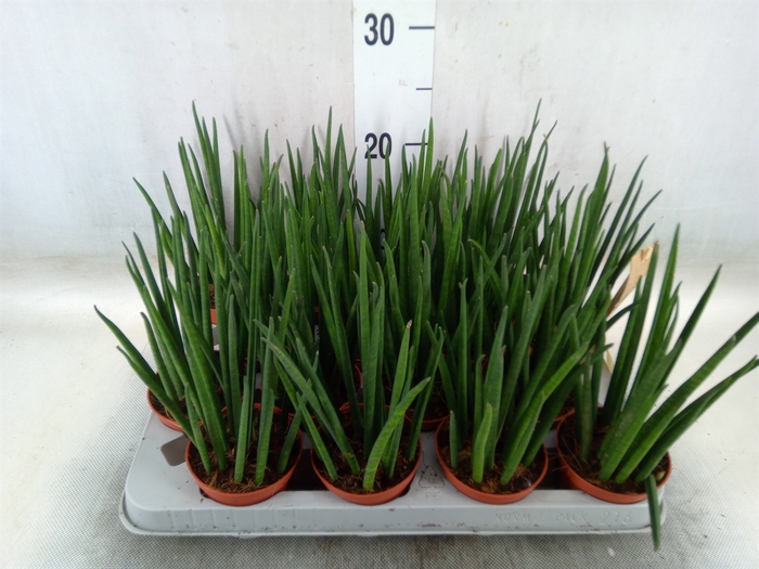<h4>Sansevieria bacularis</h4>