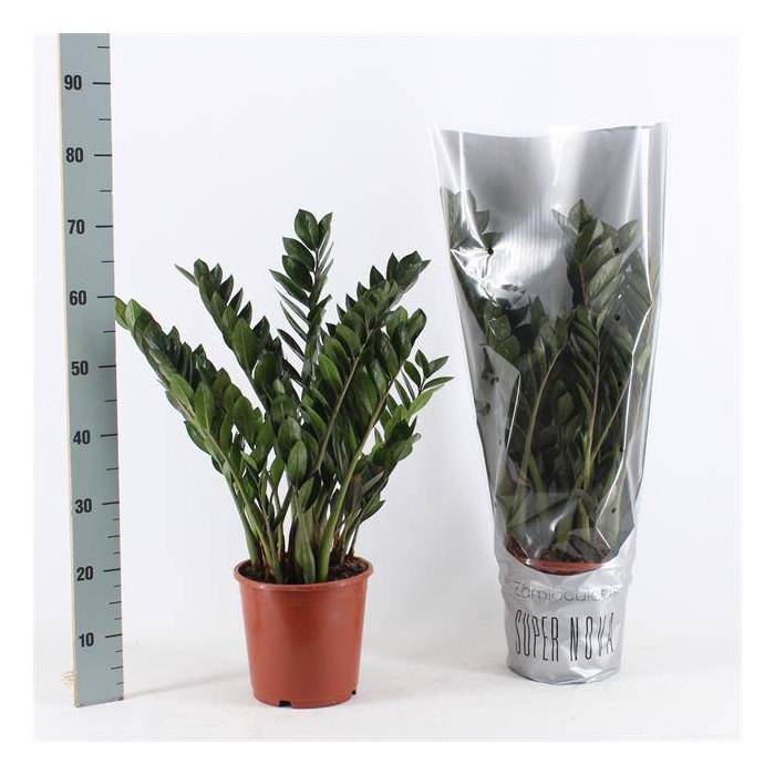 <h4>Zamioculcas Super Nova 21Ø 70cm 8st</h4>