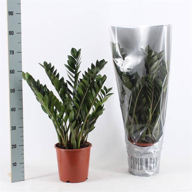 Zamioculcas Super Nova 21Ø 70cm 8st