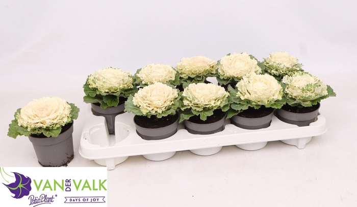 <h4>BRASSICA (SIERKOOL)</h4>