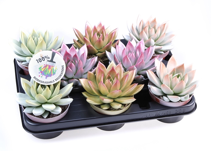 <h4>Echeveria  'Miranda'</h4>